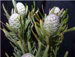Silver Cone Protea